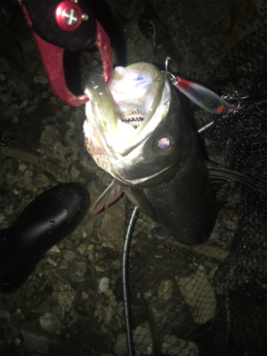 マイワシパターン