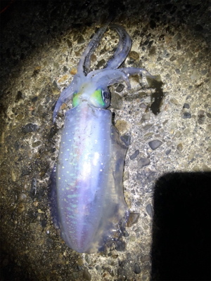 白浜イカ釣り