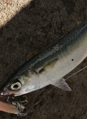 ヌーチーバラシー鯖