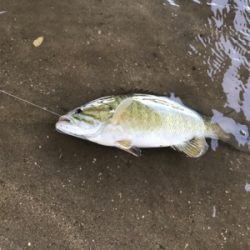 朝まずめ爆釣！