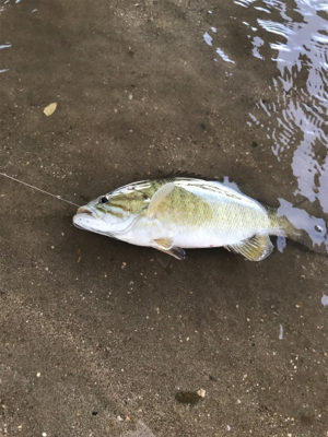 朝まずめ爆釣！