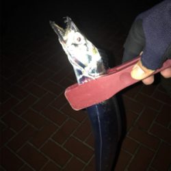 プチ遠征…タチのみ