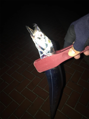 プチ遠征…タチのみ