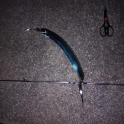 今日は引き釣りテンヤのみ