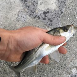 初シーバス(セイゴ)