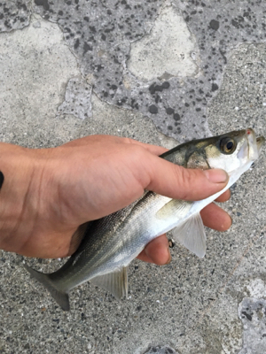 初シーバス(セイゴ)