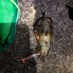 アオリイカとブリ