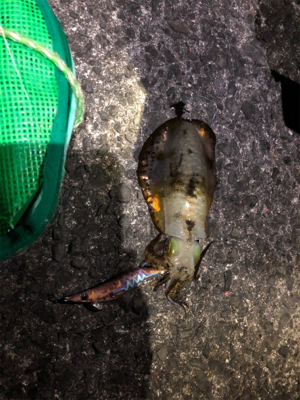 アオリイカとブリ