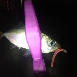 大阪湾奥アジング 今度はキビレ?