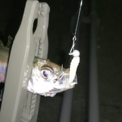 ナイトアジング