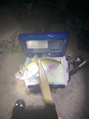 アジングリベンジin淡路島