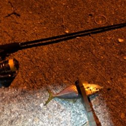 ナイトアジング