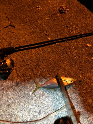 ナイトアジング