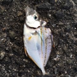 南港大橋下にてマキエ無しサビキ！