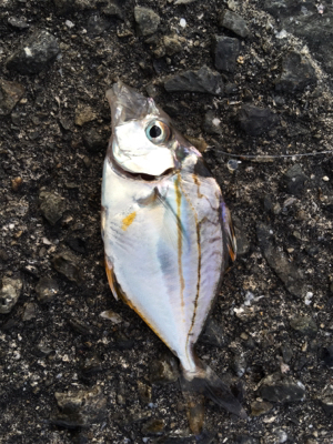 南港大橋下にてマキエ無しサビキ！