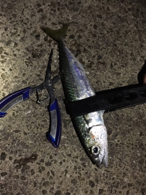 メバルのつもりがサバだらけ