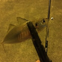 短時間アジング