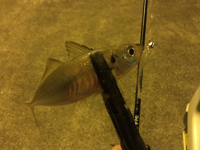 短時間アジング