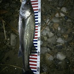 紀ノ川シーバス