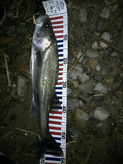 紀ノ川シーバス