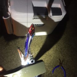 タチウオのハイシーズン到来！