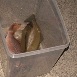 キス釣り 落ちギスを求めて