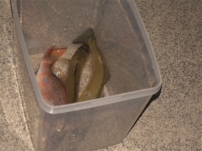 キス釣り 落ちギスを求めて