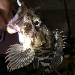 寒いけど色々釣れるね(´-ω-`)