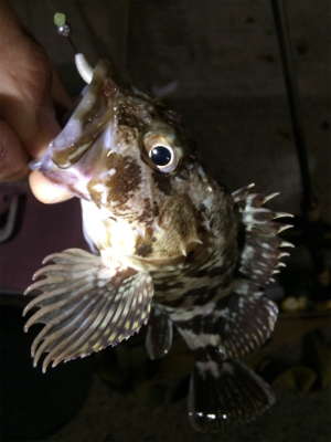 寒いけど色々釣れるね(´-ω-`)