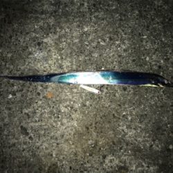 秋の青物狩れず。。