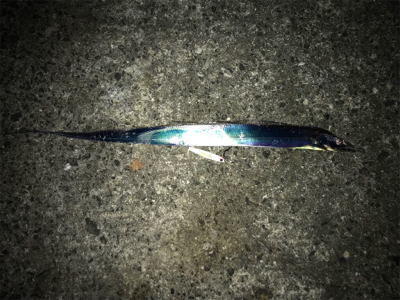 秋の青物狩れず。。