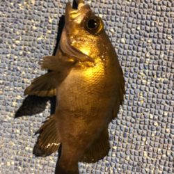 メバリングin鳩の釜港