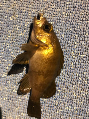 メバリングin鳩の釜港