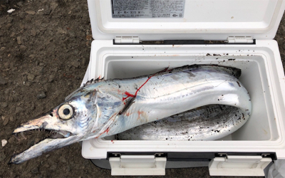 極大ドラゴン、神戸港登場!!!