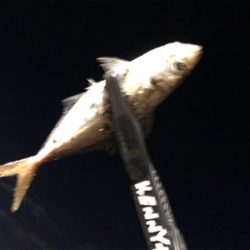 メバルがいない