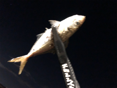 メバルがいない