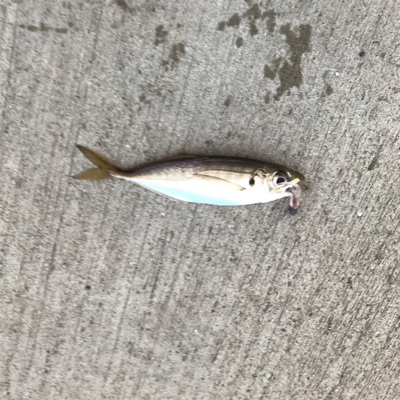 アジ釣れた！