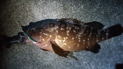 アズキマス　霞一文字堤防