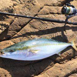 久々のハマチ 3本!