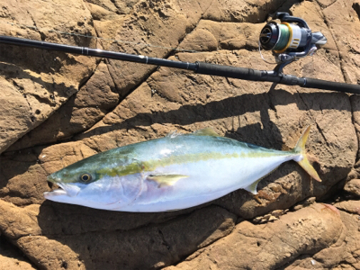 久々のハマチ 3本!