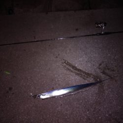 そう毎日釣れるわけはないか