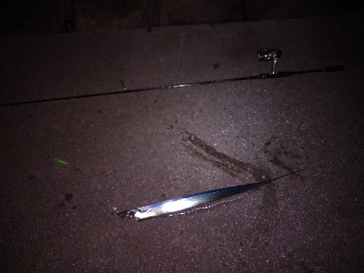 そう毎日釣れるわけはないか