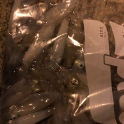 ヒイカまだ小さい