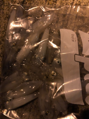 ヒイカまだ小さい