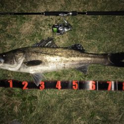 ランカー シーバス