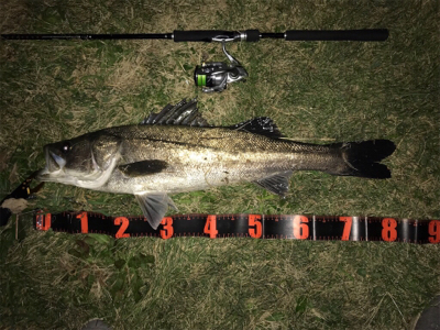 ランカー シーバス