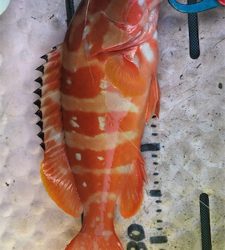 マイボートで紀北ジギング釣行