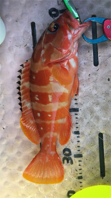 マイボートで紀北ジギング釣行