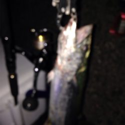 サゴシ×3匹,アコウ×1匹