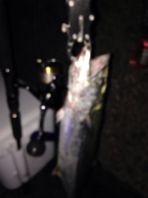 サゴシ×3匹,アコウ×1匹